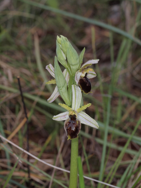 ophrys mateolana  (= Ophrys exaltata subsp. exaltata)